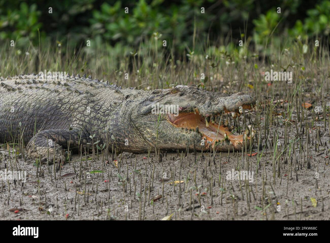 Gros plan d'un vieux crocodile d'eau salée adulte qui se basait à bouche ouverte sur le méplat du parc national de Sundarban, Bengale-Occidental, Inde Banque D'Images