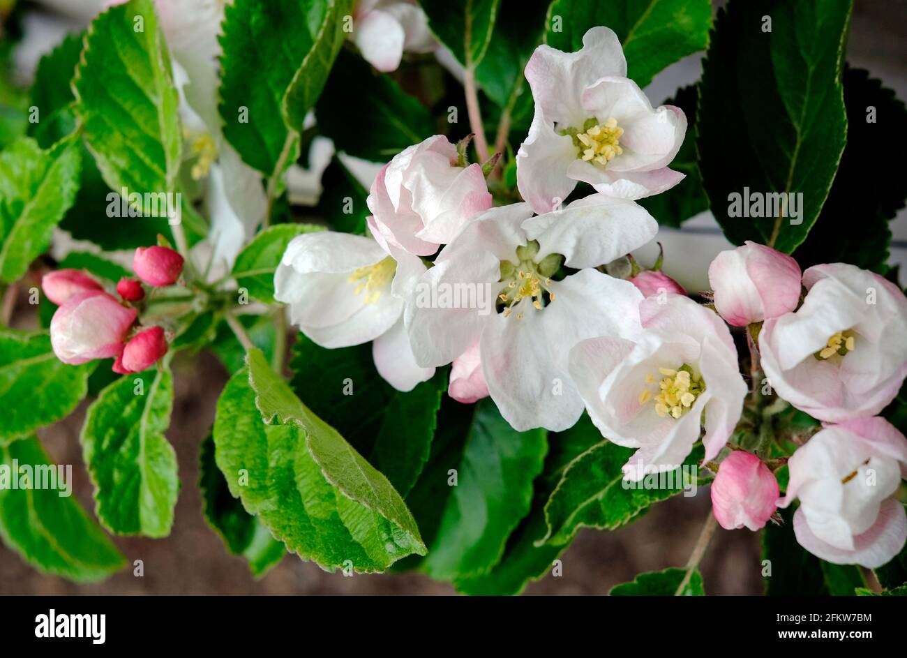 fleur de pomme de printemps sur l'espalier, norfolk, angleterre Banque D'Images