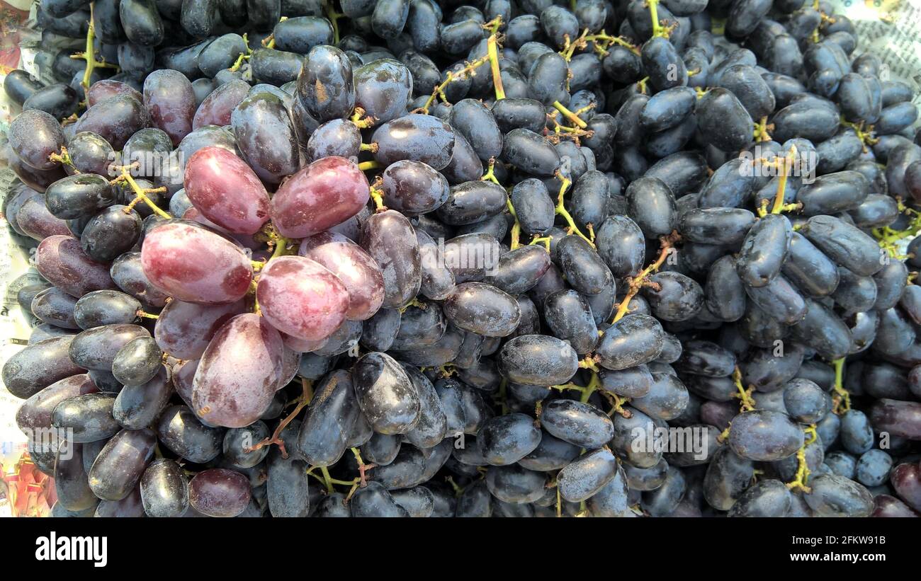 Vue panoramique sur un bouquet de raisins rouges Banque D'Images