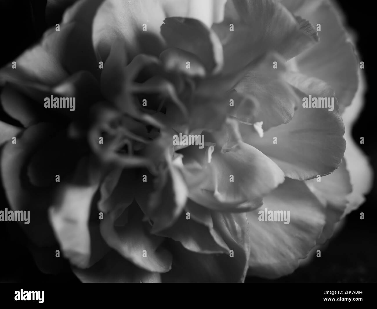Photo noir et blanc de belles roses contre un noir arrière-plan Banque D'Images