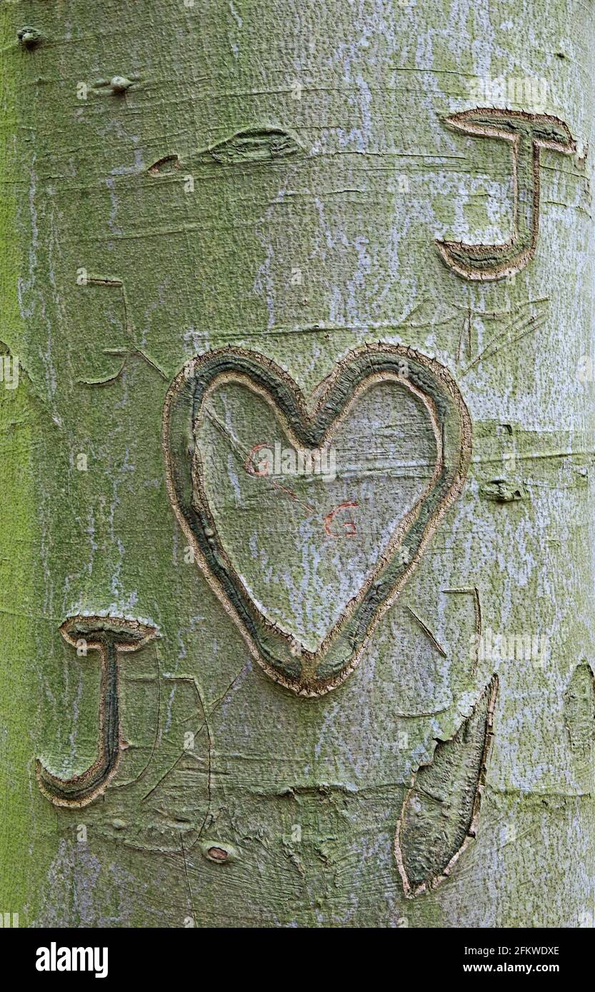 Un coeur et des initiales sculptés dans l'écorce d'un Hêtre Banque D'Images