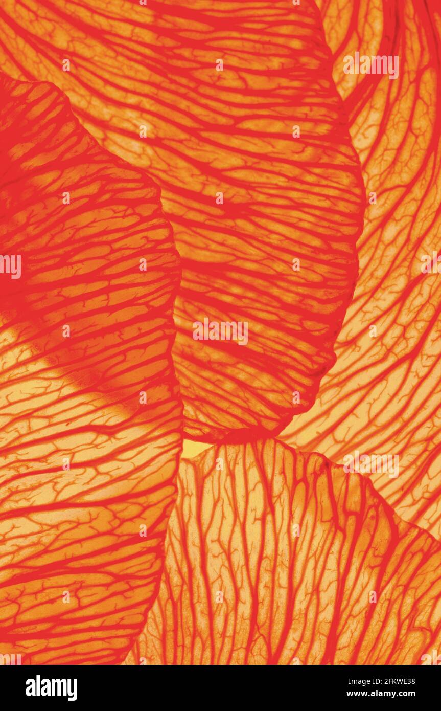 Arrière-plan orange clair éclairage des grains volants vue macro Banque D'Images