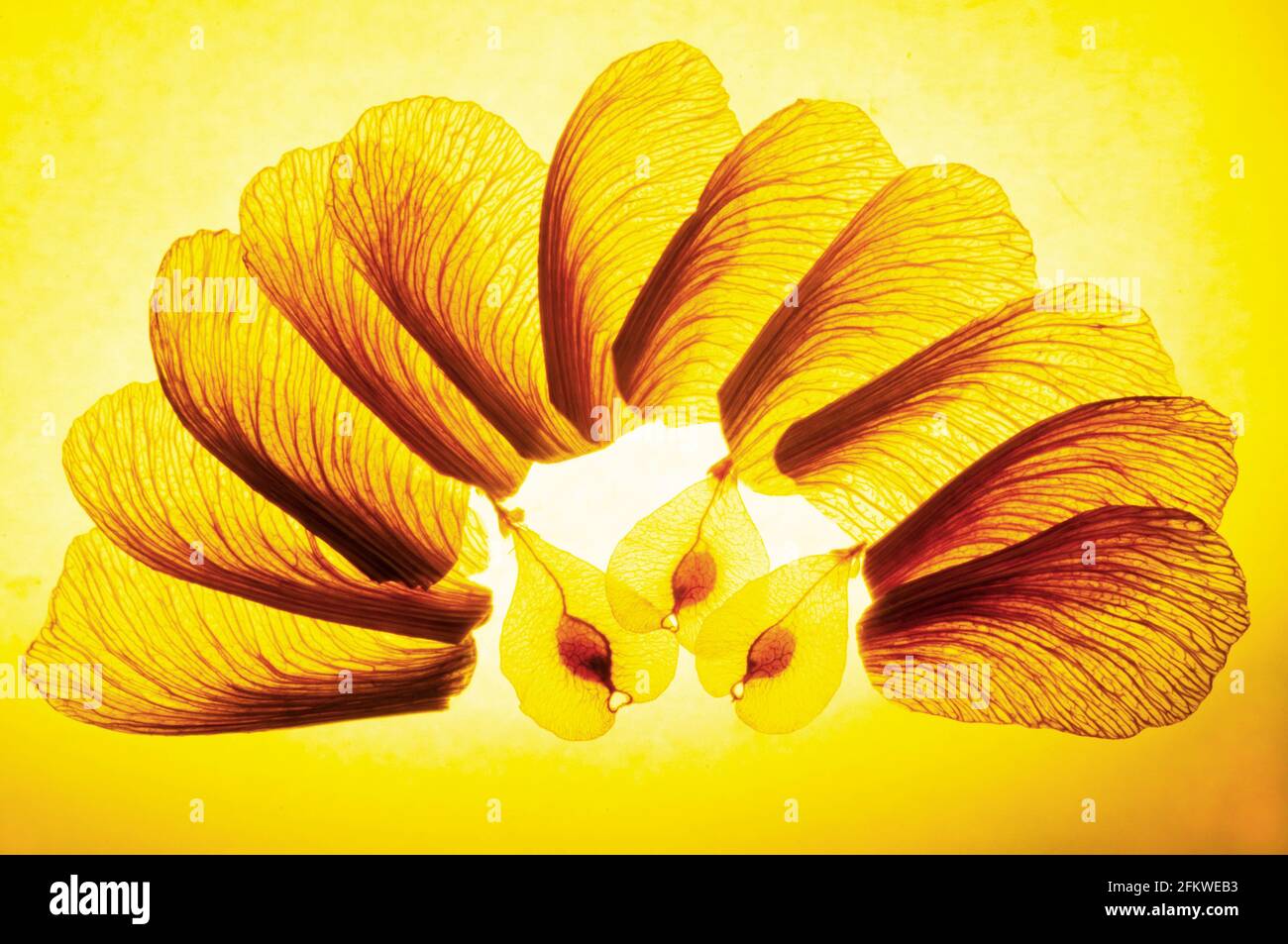 Demi-roue en volant de graines dans un éclairage jaune rétroéclairé Banque D'Images