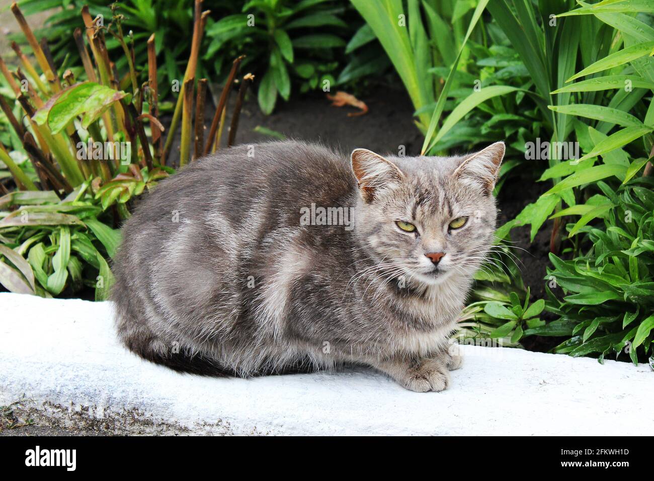 Magnifique Chat Dans La Rue Photo Stock Alamy