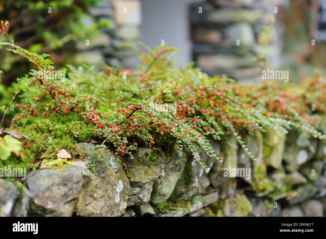 Petites feuilles vertes brillantes et fruits canneberges rouges sur les branches voûtes de l'usine de cotoneaster de canneberges. Banque D'Images