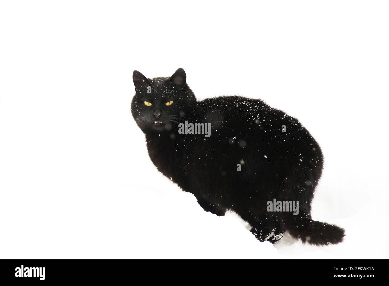 Chat noir dans la neige. Cat en hiver dans la rue. Chat sur fond blanc Banque D'Images