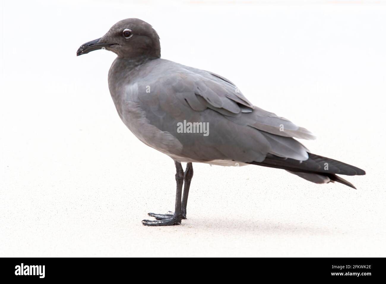 Mouette de lave, Leucophaeusfuliginosus, adulte unique sur une plage de sable, îles Galapagos Banque D'Images