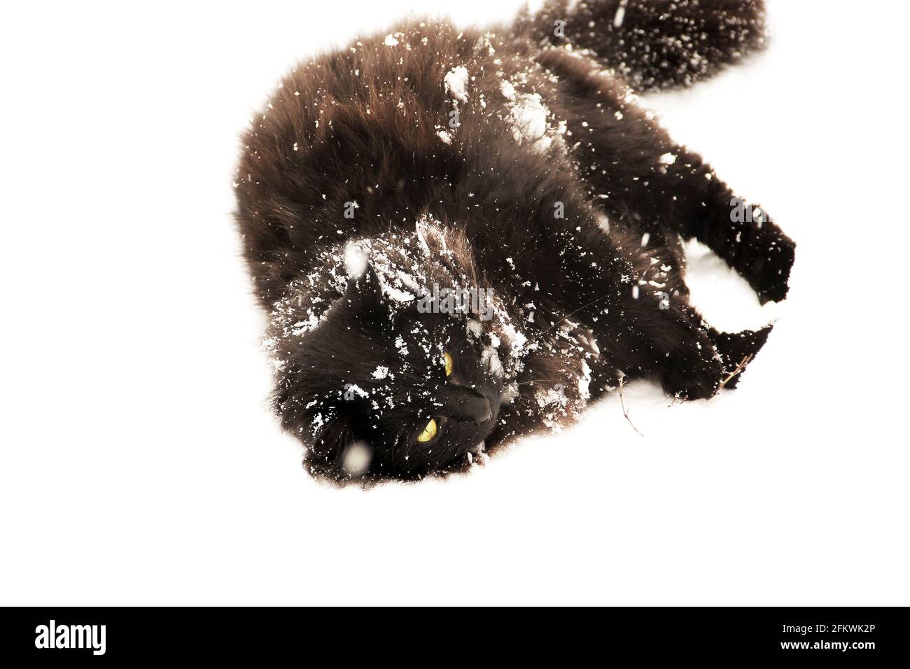 Chat noir dans la neige. Cat en hiver dans la rue. Le chat est dans la neige Banque D'Images