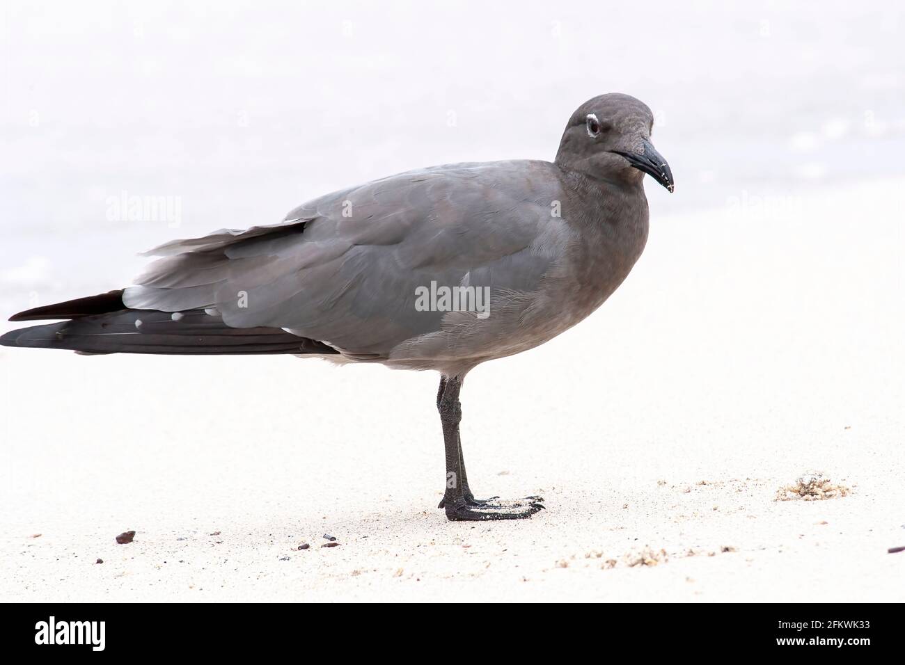 Mouette de lave, Leucophaeusfuliginosus, adulte unique sur une plage de sable, îles Galapagos Banque D'Images