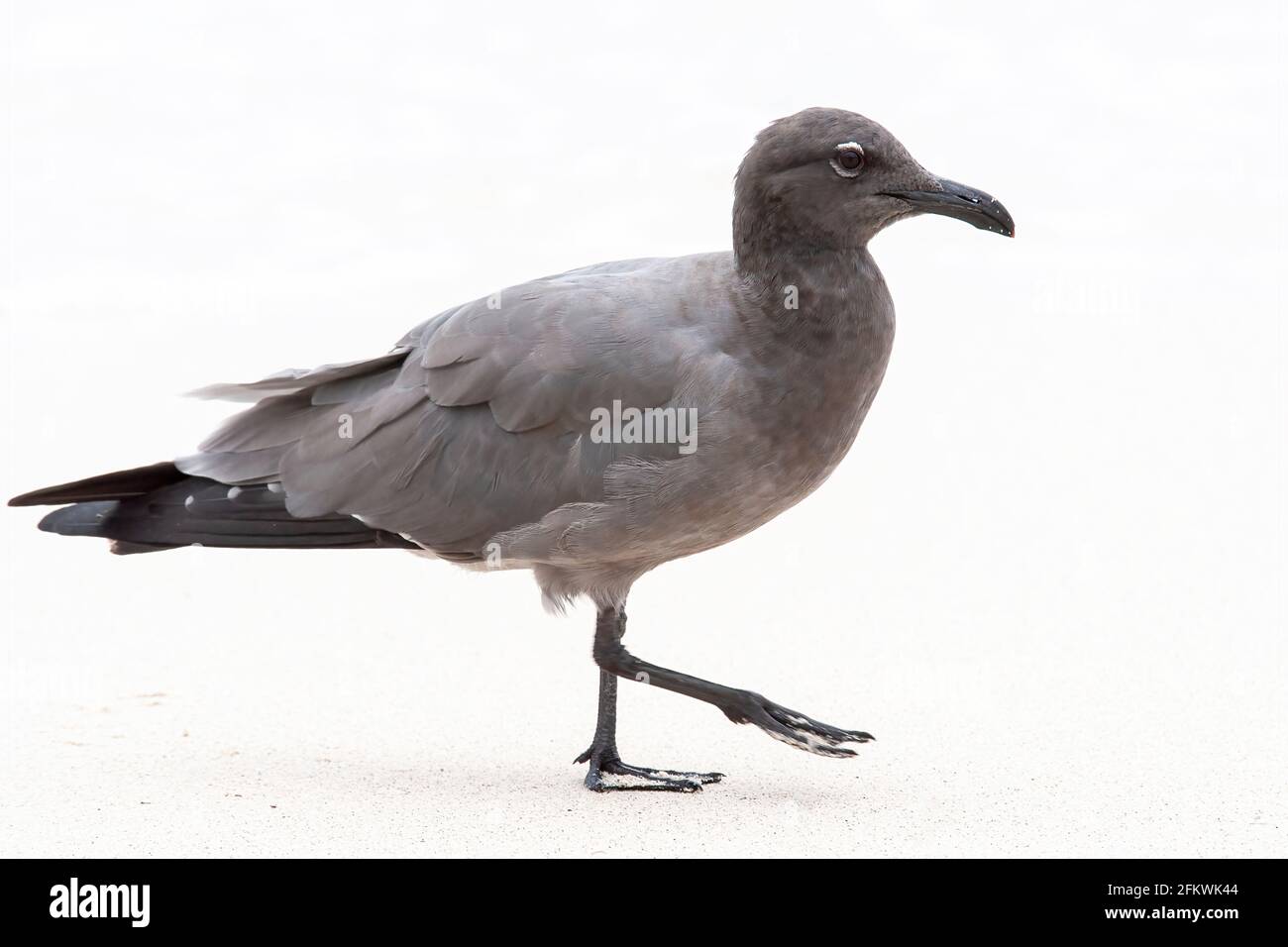Mouette de lave, Leucophaeusfuliginosus, adulte unique sur une plage de sable, îles Galapagos Banque D'Images