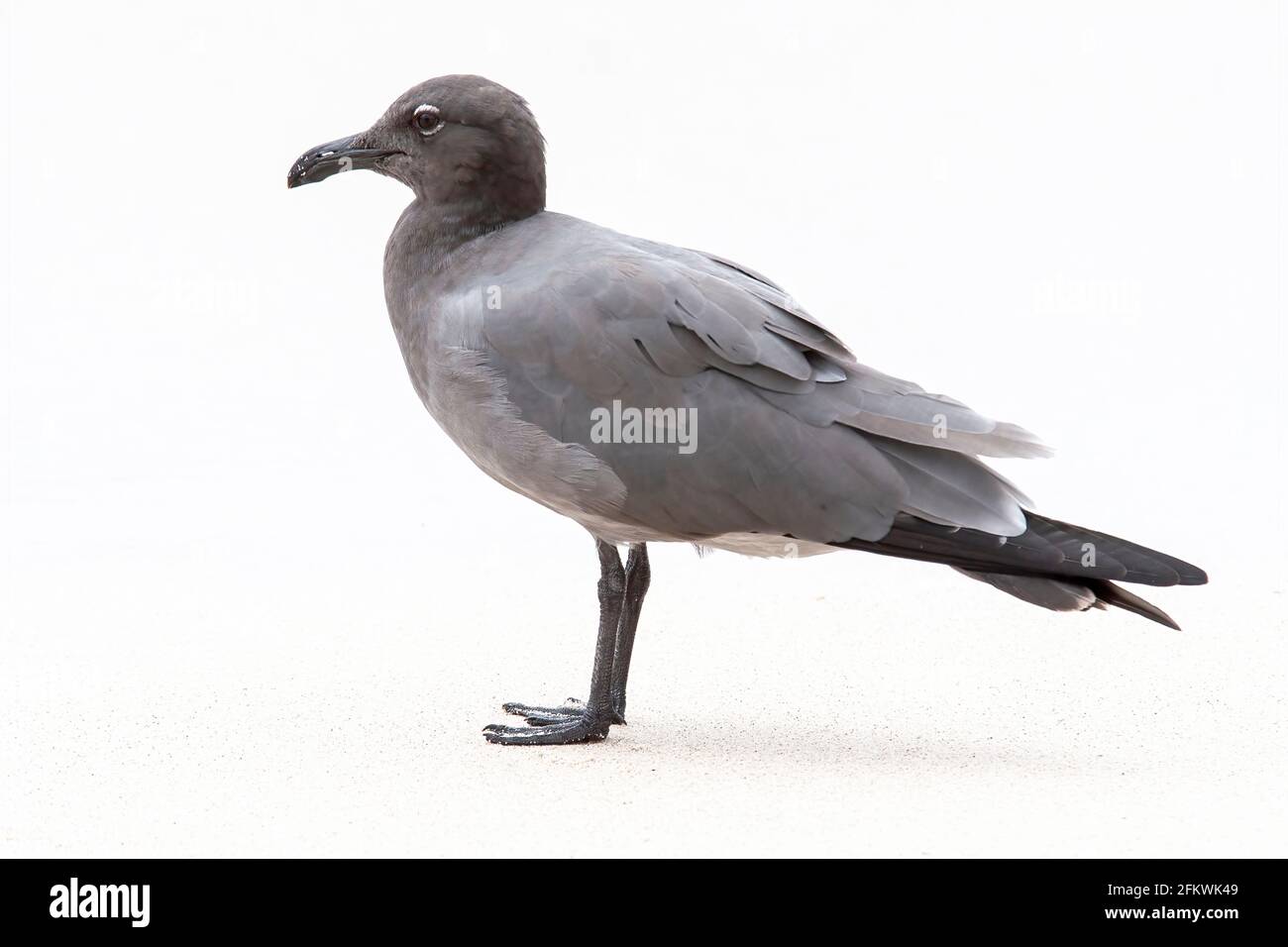 Mouette de lave, Leucophaeusfuliginosus, adulte unique sur une plage de sable, îles Galapagos Banque D'Images