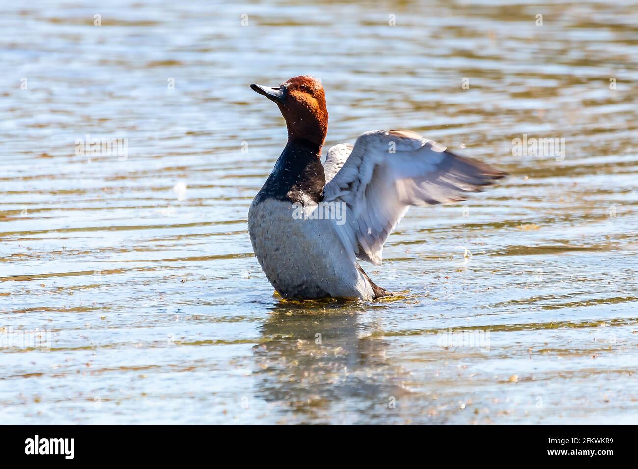 Le verger commun est un canard de plongée de taille moyenne. Le nom scientifique est Aythya ferina. Photo prise dans le parc naturel de marismas del Odiel à Huelva, Andal Banque D'Images