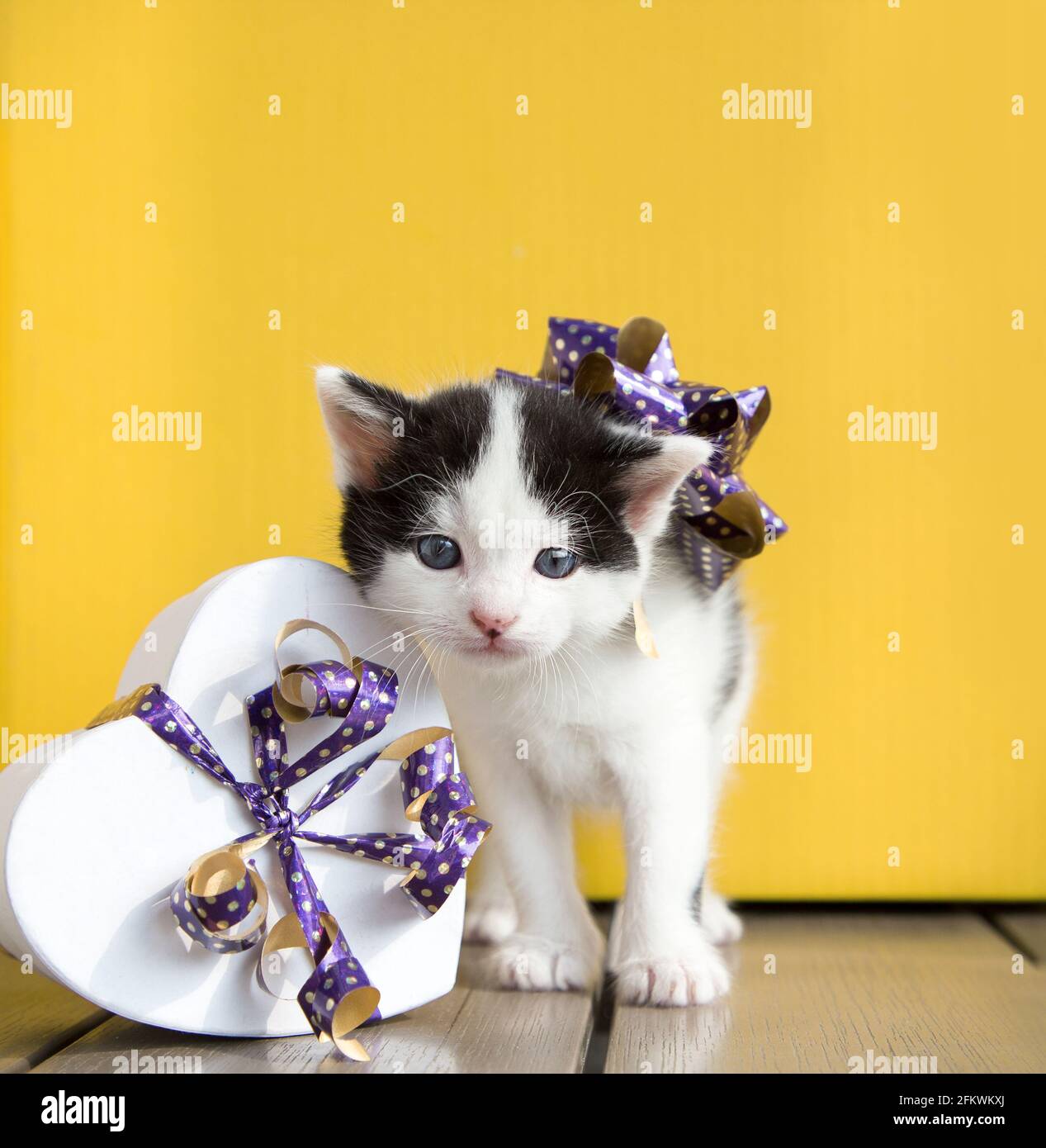 Portrait D Un Joli Chaton Noir Et Blanc Avec Un Noeud Violet A Cote D Une Boite Cadeau En Forme De Coeur Sur Un Fond Jaune Vif Cadeau D Anniversaire Avec Amour Photo Stock