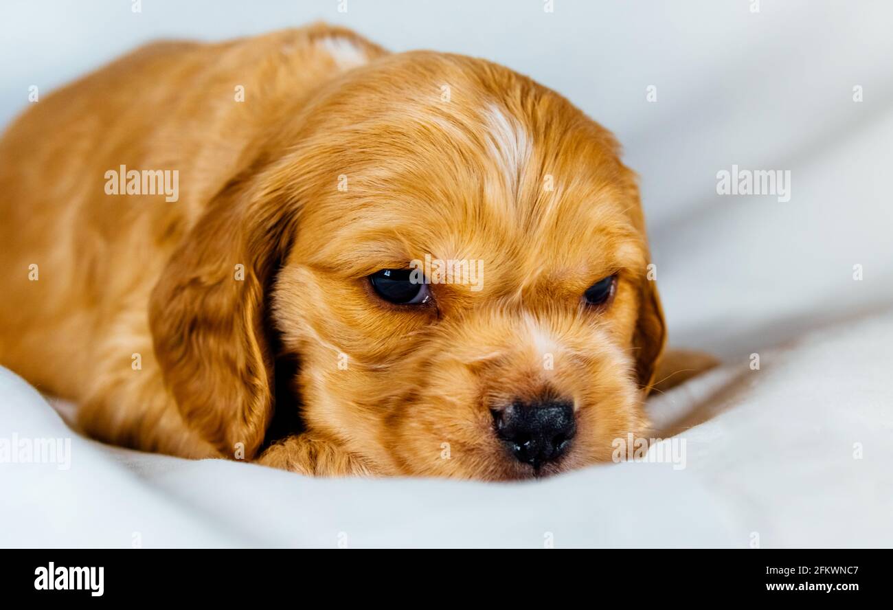 Gros plan Cocker spaniel chiot chien repose sur un tissu blanc. Banque D'Images