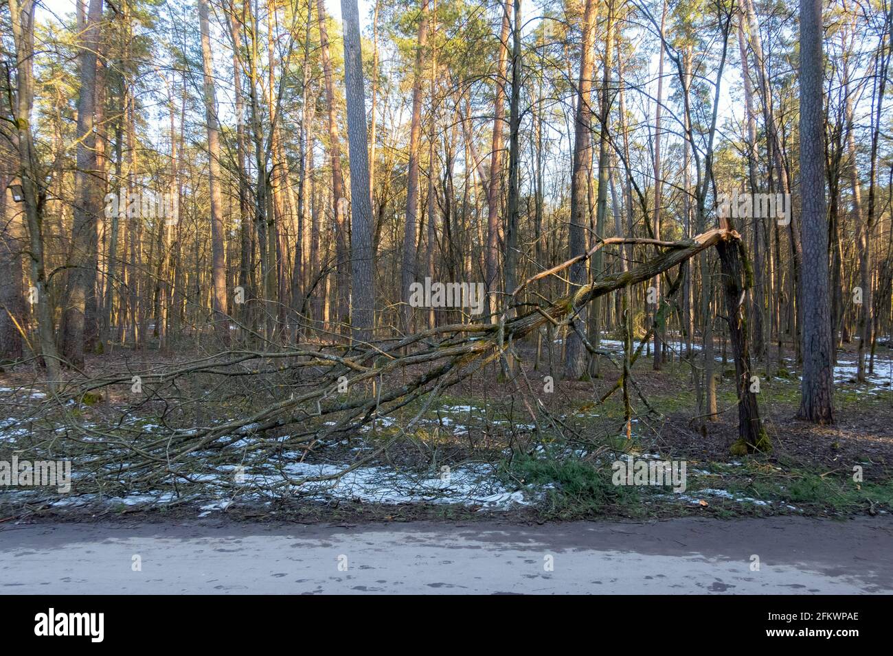 Tronc d'arbre brisé dans la forêt à côté du trottoir après la tempête. Arbres tombés dans les bois après l'ouragan Banque D'Images