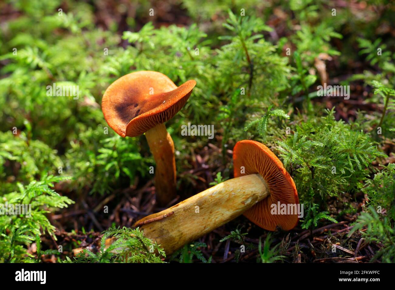 Cortinarius malicorius, connu sous le nom de cort de couleur safran ou de corbale de couleur safran, champignons sauvages de Finlande Banque D'Images