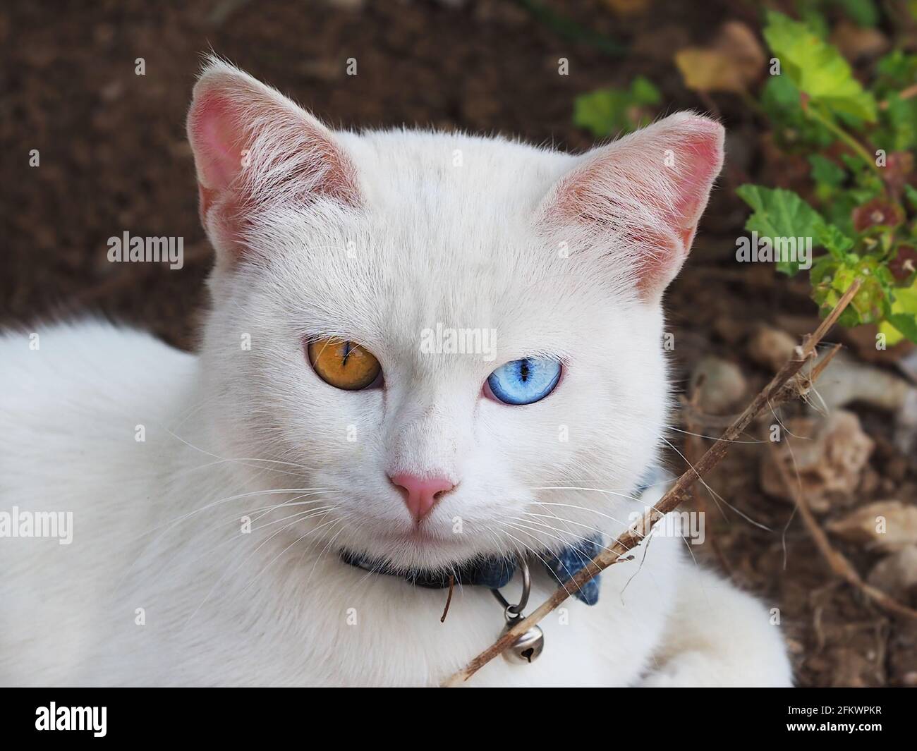 Portrait D Un Chat Blanc De Race Khao Manee De Thailande Photo Stock Alamy