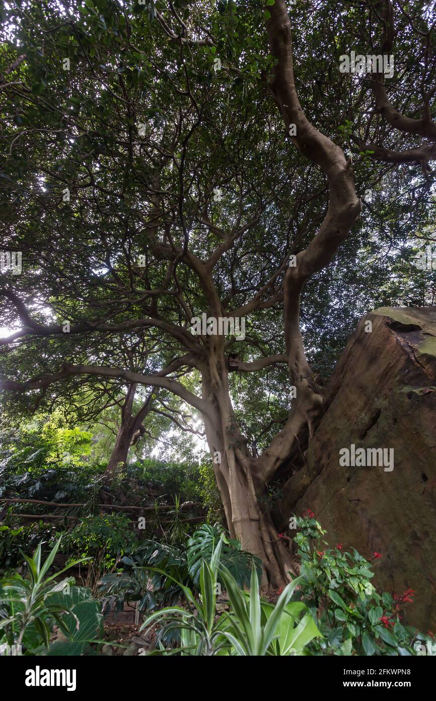 Wendy Whiteley's Secret Garden sur la rive nord inférieure du port de Sydney. Il est ouvert au public pour les promenades, les pique-niques et les vues générales sur le port. Wend Banque D'Images