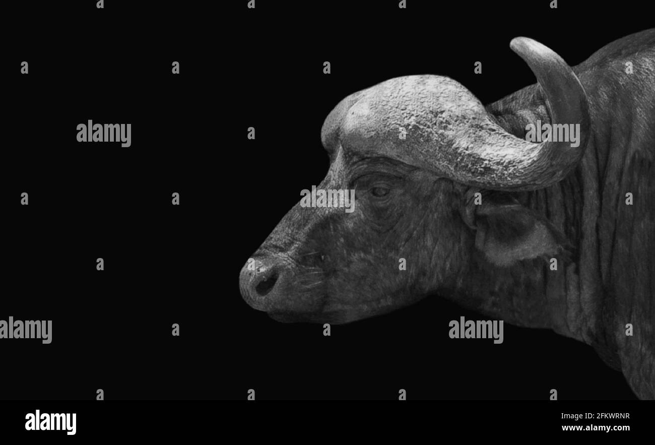 Gros plan Big Horn African Buffalo Banque D'Images