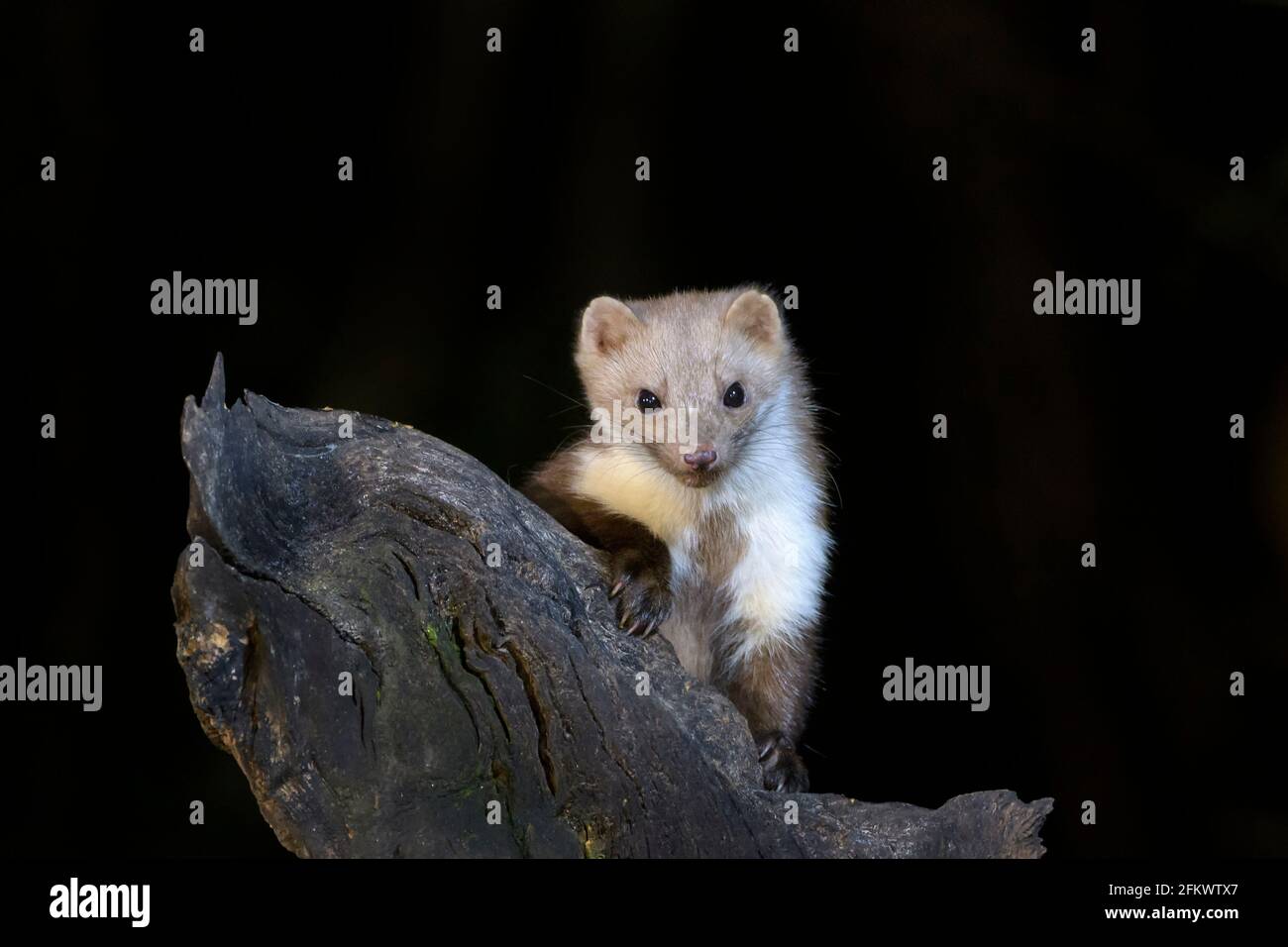 Martre de hêtre ou martre de pierre (Martes foina) la nuit sur une branche de bois, regardant la caméra, pays-Bas. Banque D'Images