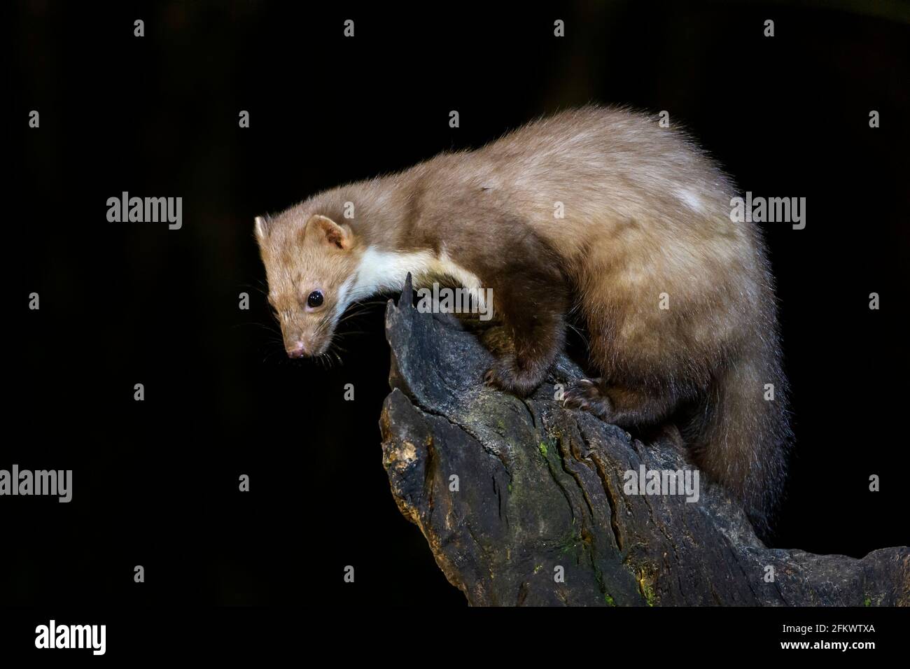 Martre de hêtre ou martre de pierre (Martes foina) sur une branche de bois la nuit, pays-Bas. Banque D'Images