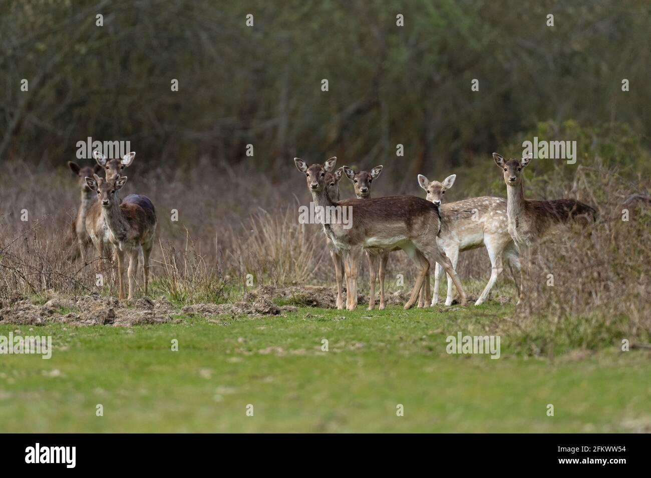 Un troupeau de cerfs de Virginie (Dama dama) Banque D'Images