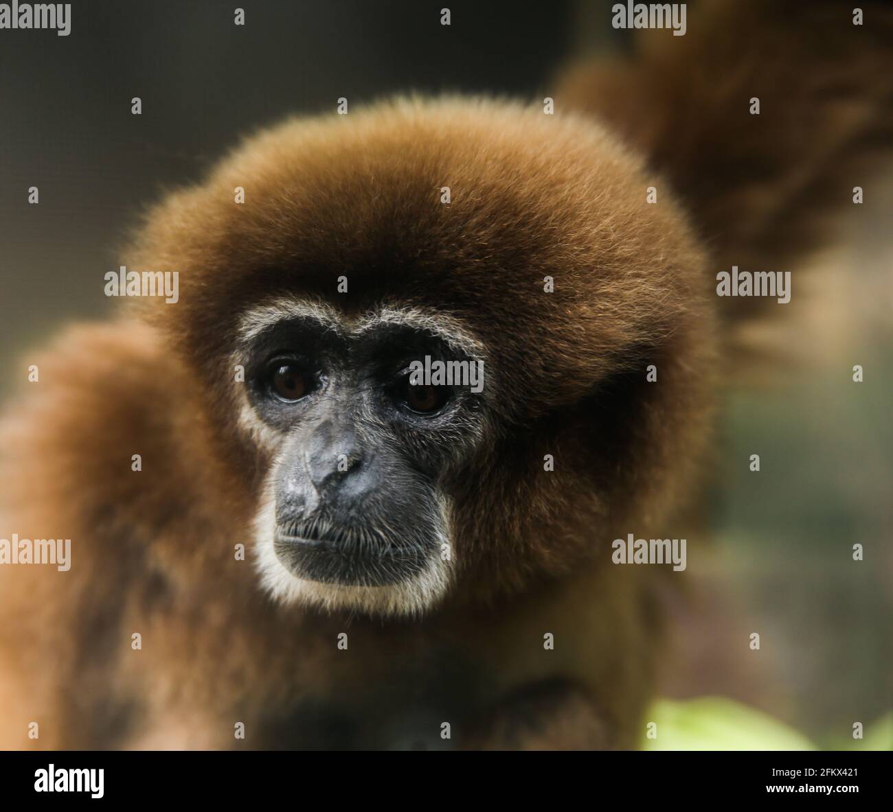 Singe Gibbon photographié au zoo d'Ueno Park, Tokyo, Japon Banque D'Images