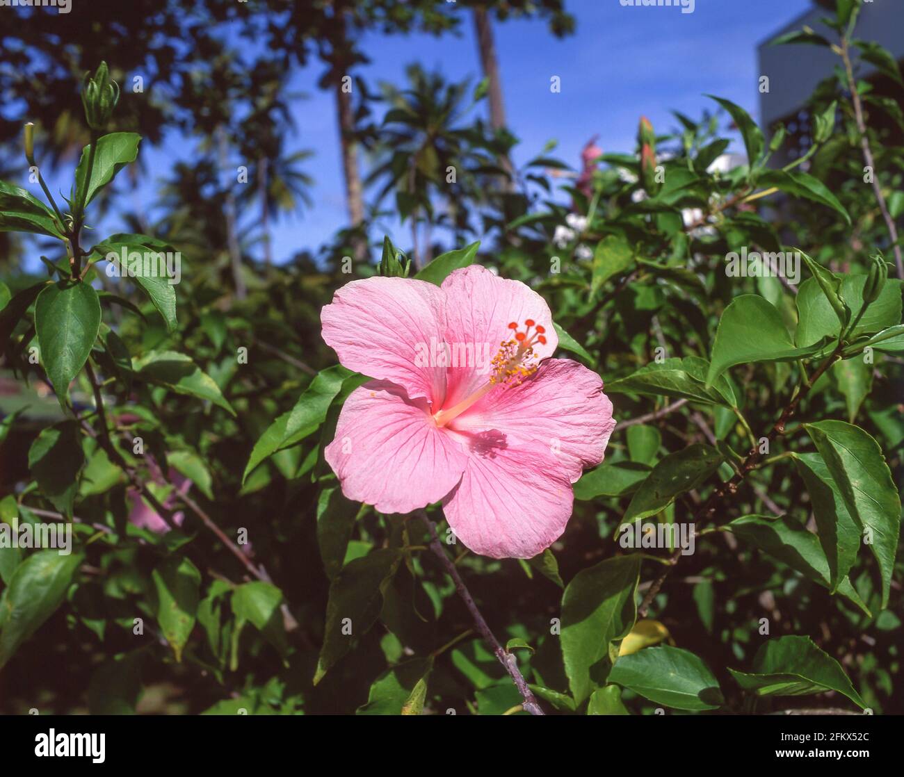 Fleur d'hibiscus rose, Saint-Kitts, Saint-Kitts-et-Nevis, Petites Antilles, Caraïbes Banque D'Images