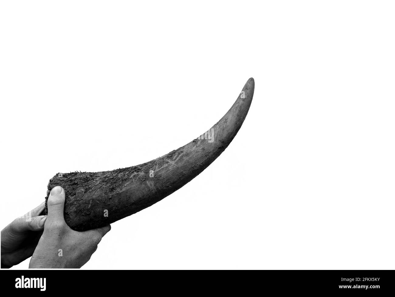 Les rhinocéros sont chassés pour leurs cornes pour une utilisation en médecine chinoise, bien qu'il n'y ait aucune preuve des avantages pour la santé. BOTSWANA : DES IMAGES ÉPOUSTOUFLANTES Banque D'Images