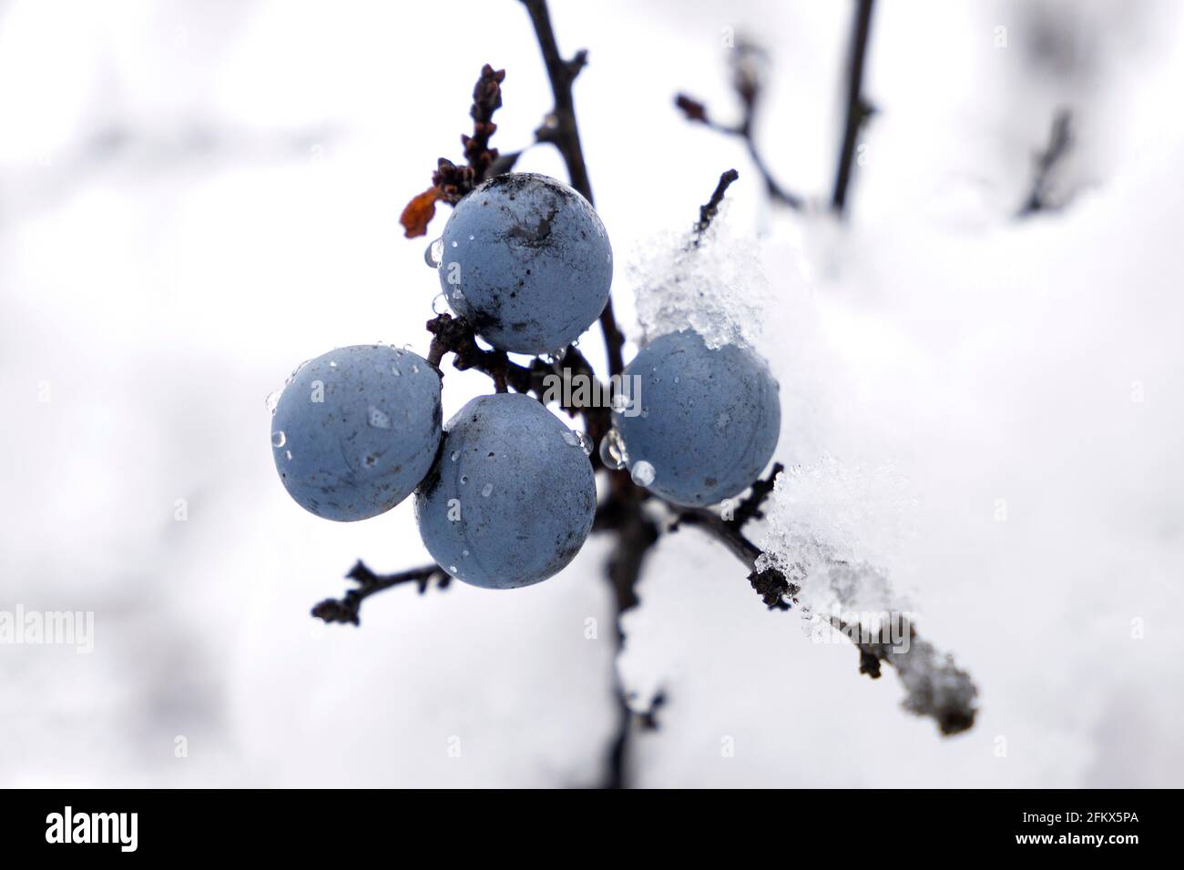 Sloes, fruits en hiver Banque D'Images