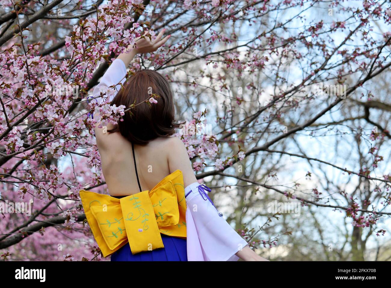 Fille dans une robe japonaise traditionnelle debout près du sakura en fleur. Saison des cerisiers en fleurs, culture asiatique Banque D'Images