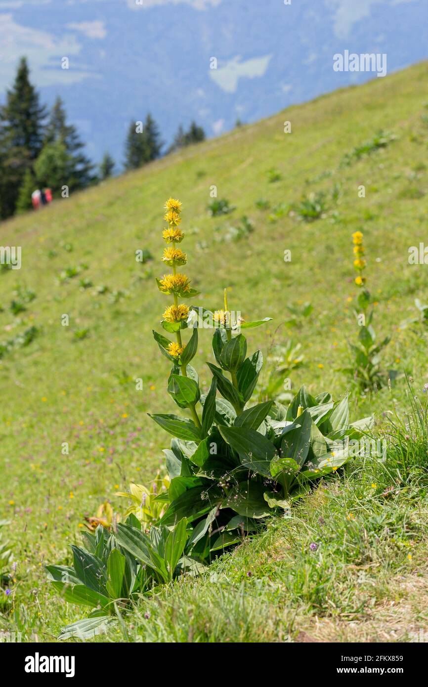 Gentian jaune, Gentiana Lutea Banque D'Images