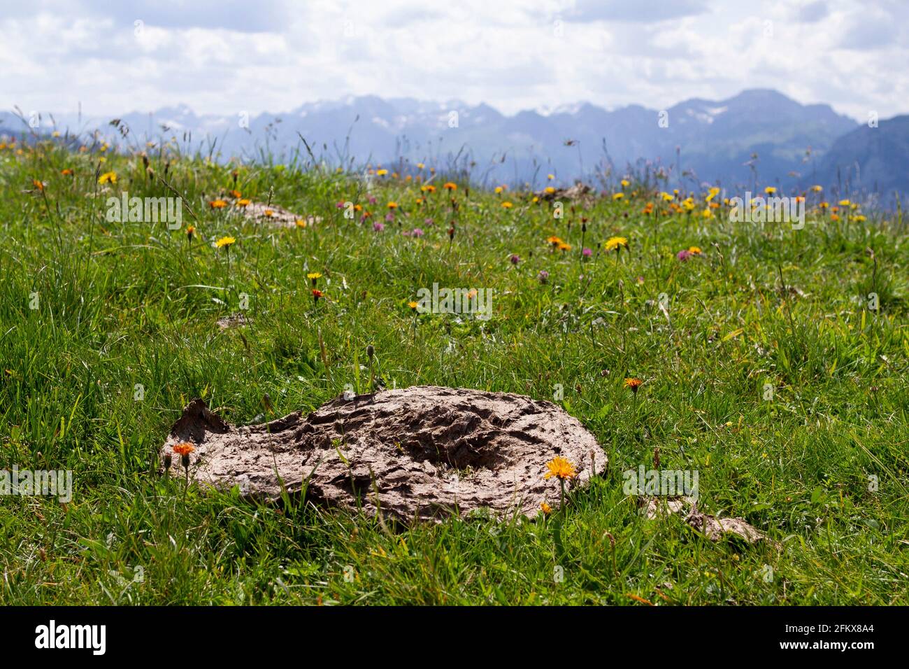 Dung de vache sur un pré alpin Banque D'Images