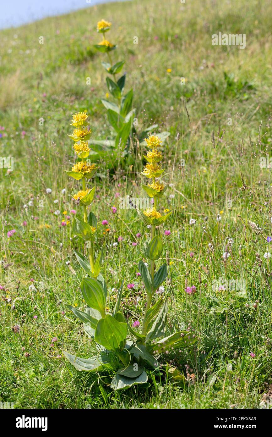 Gentian jaune, Gentiana Lutea Banque D'Images