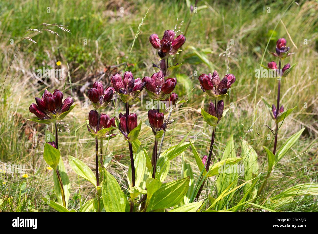 Gentian violet, Gentiana Purpurea Banque D'Images