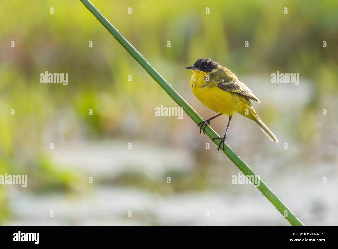 WESTERN Yellow Wagtail - Motacilla flava, magnifique oiseau jaune perching des prés européens, lac Ziway, Ethiopie. Banque D'Images