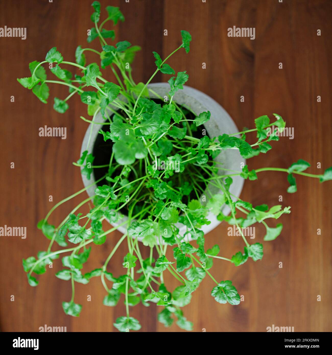Une plante de coriandre en pot (Coriandrum sativum, coriandre, persil chinois) vue d'en haut Banque D'Images