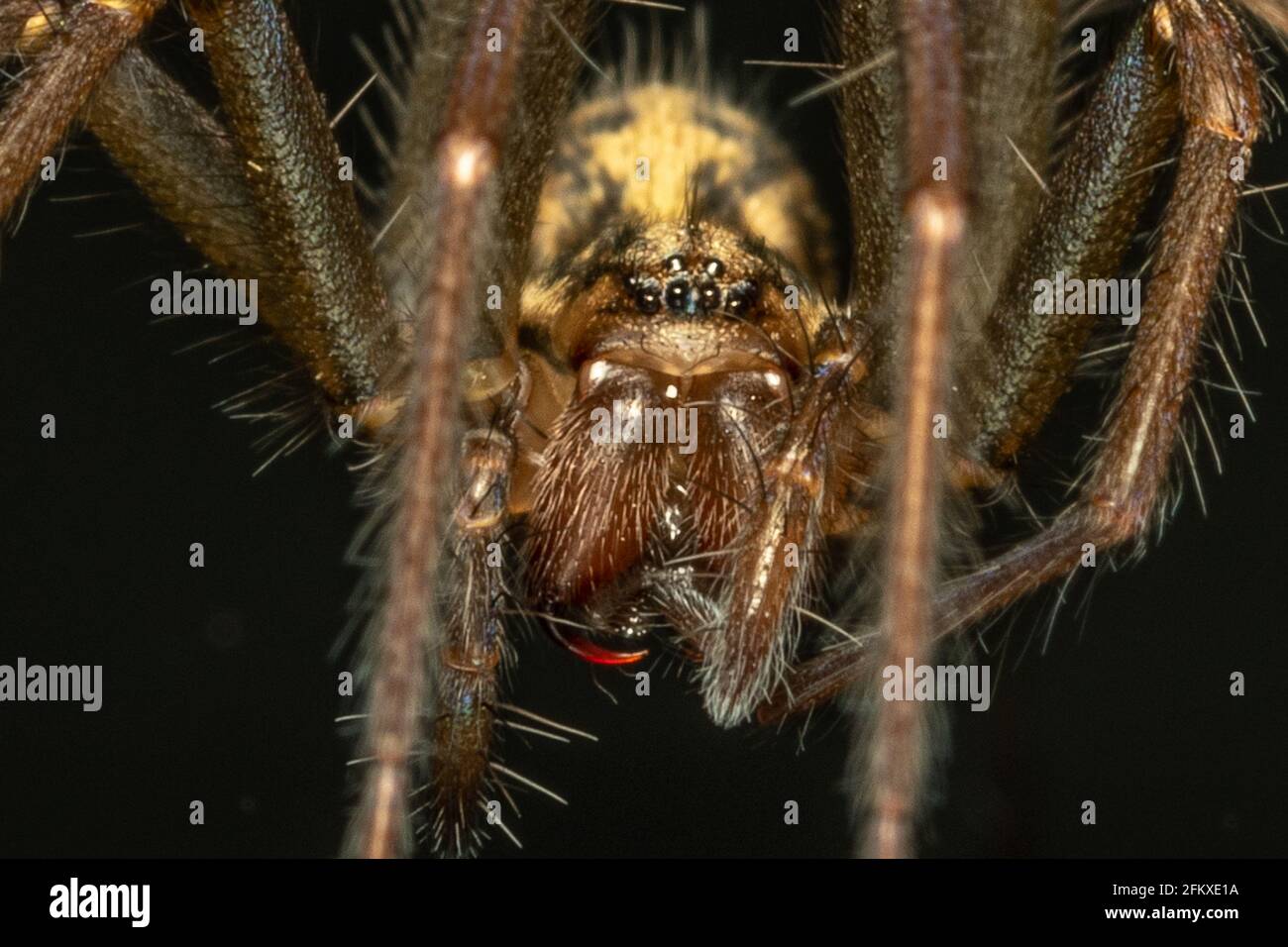 Araignée (araignée à gazon) Banque D'Images