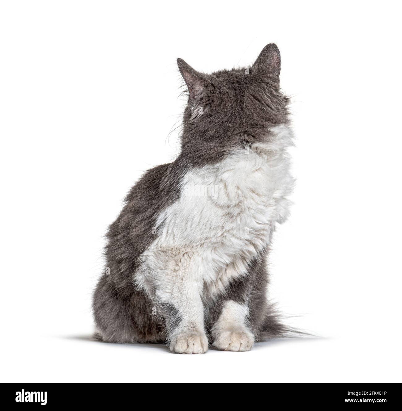 Chat crossbreed chaton assis et regardant en arrière Banque D'Images