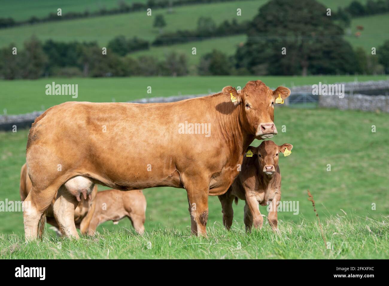 Pedigree vaches et veaux Limousin dans un alpage à Lancashire, Royaume-Uni. Banque D'Images