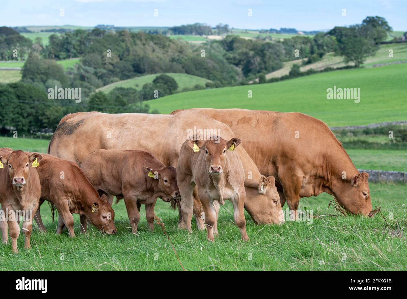 Pedigree vaches et veaux Limousin dans un alpage à Lancashire, Royaume-Uni. Banque D'Images