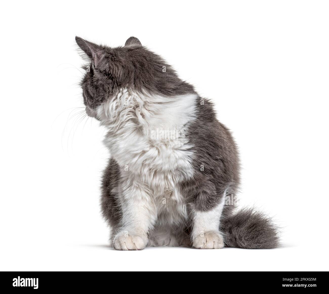 Chat crossbreed chaton assis et regardant en arrière Banque D'Images