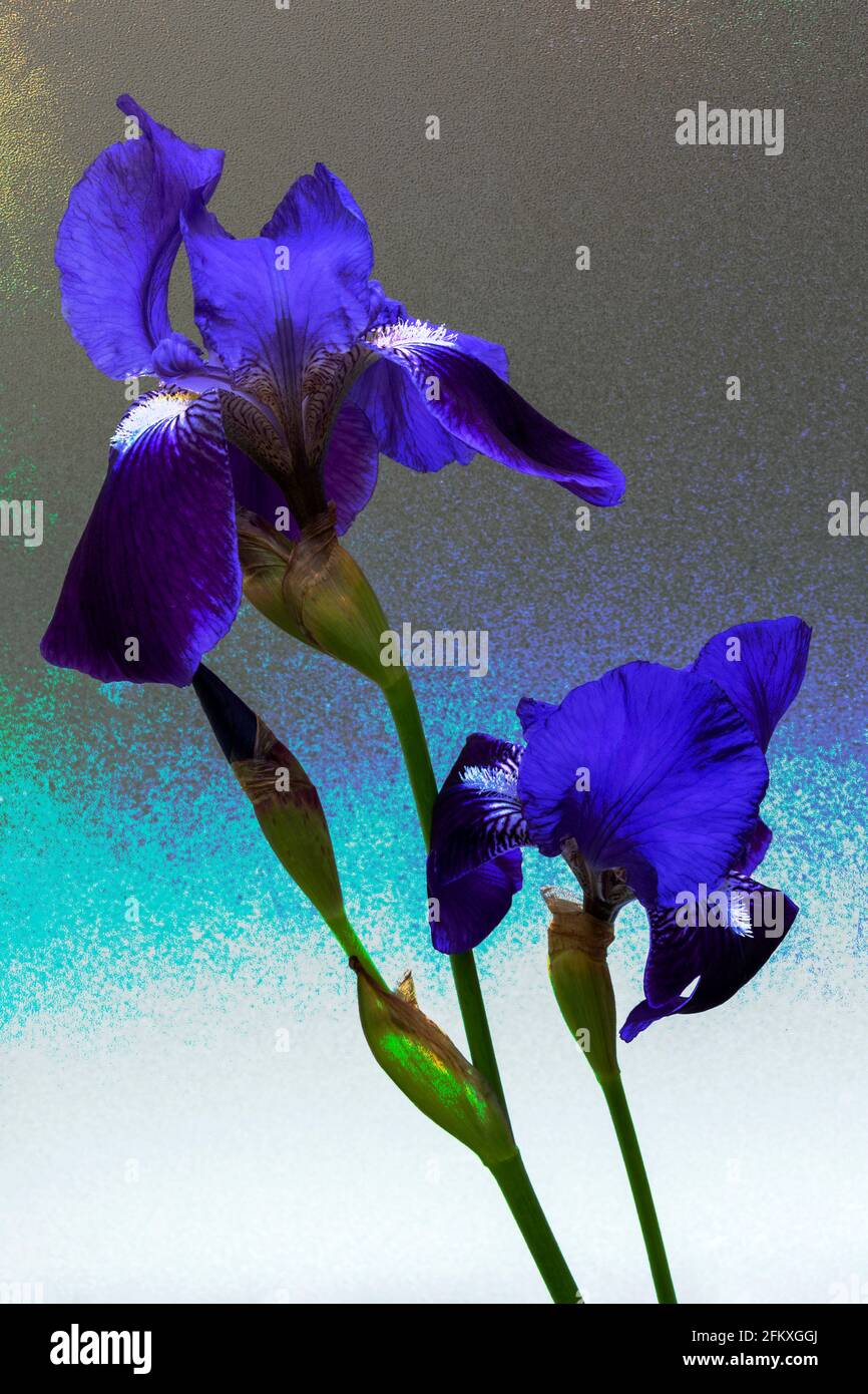 Drapeau violet iris Banque D'Images