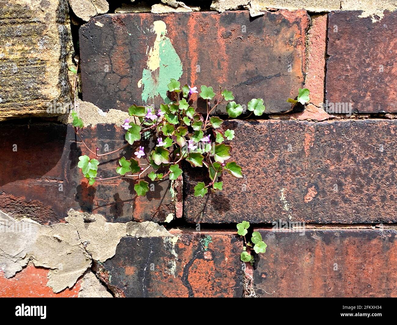 Le toadlin à feuilles d'Ivy (Cymbalaria muralis) pousse dans le mortier de vieux brickwork Banque D'Images