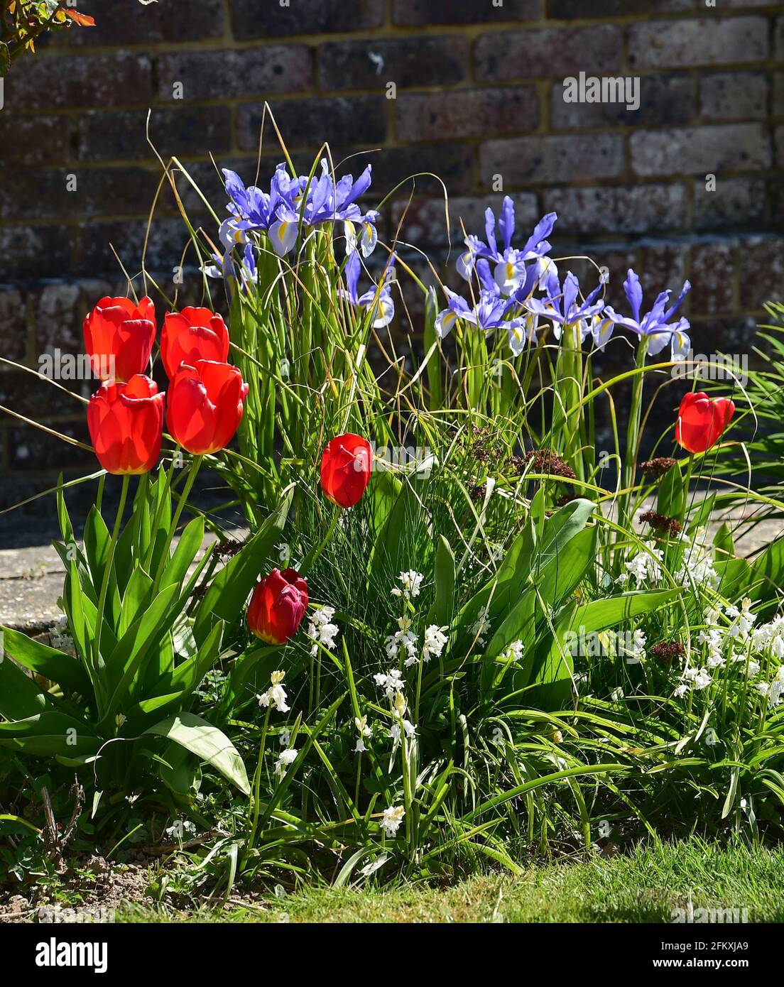 Une fleur bleue d'iris au printemps au Royaume-Uni - Iris semia 'Lucky Devil' et tulipes rouges Banque D'Images