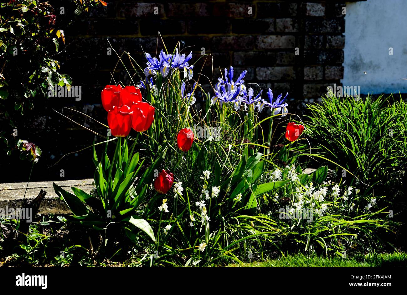 Une fleur bleue d'iris au printemps au Royaume-Uni - Iris semia 'Lucky Devil' et tulipes rouges Banque D'Images