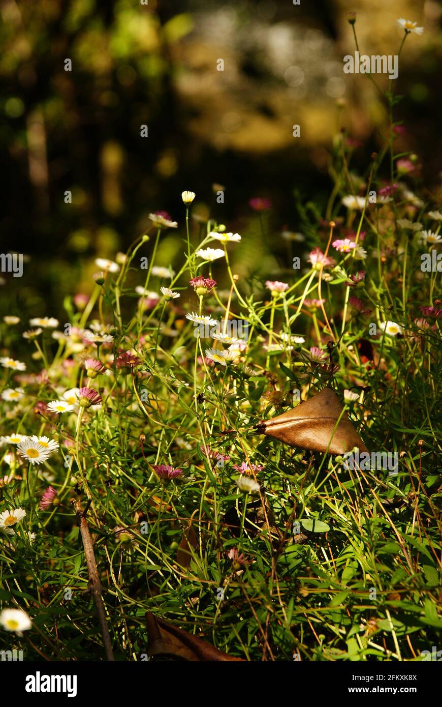 Pâquerettes mexicaines nom latin Erigeron karvinskianus photographié dans le pin blanc Réserve forestière de la Nouvelle-Zélande où il s'agit d'une espèce envahissante Banque D'Images