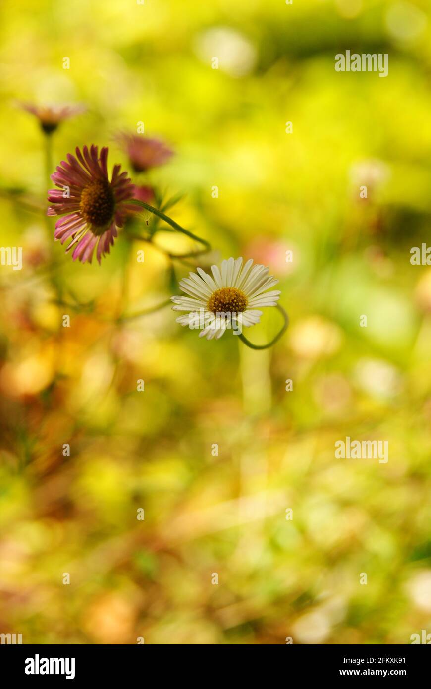 Pâquerettes mexicaines nom latin Erigeron karvinskianus photographié dans le pin blanc Réserve forestière de la Nouvelle-Zélande où il s'agit d'une espèce envahissante Banque D'Images