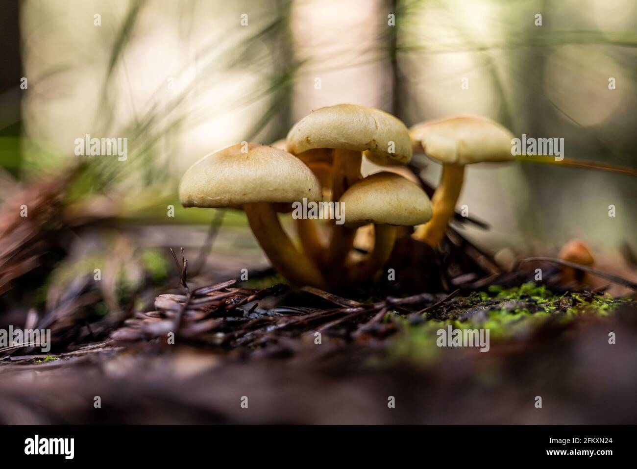 Groupe de petits champignons poussant ensemble sur le sol de la forêt de séquoias Banque D'Images