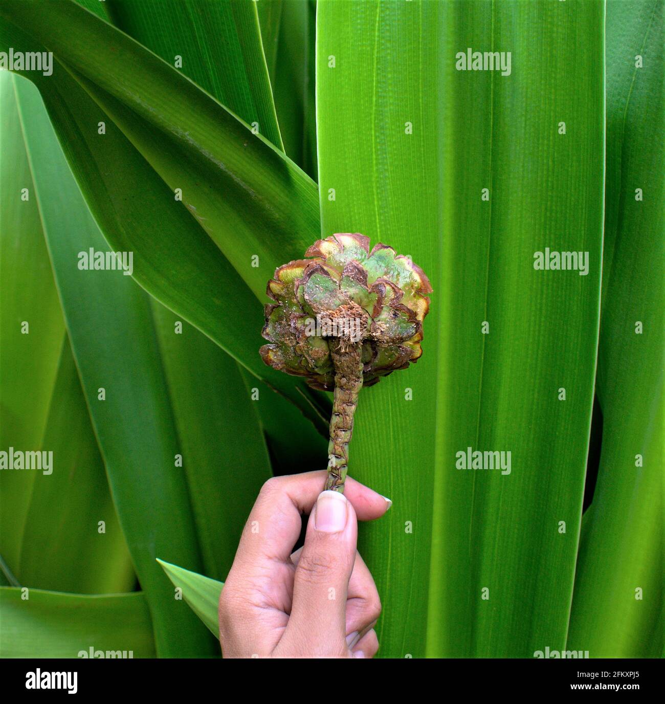 Tenue de la tige de noix de coco avec de grandes feuilles vertes Photographie d'art de fond Banque D'Images